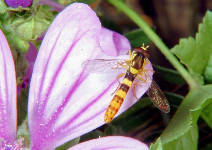 Sirfide da determinare: Sphaerophoria taeniata?